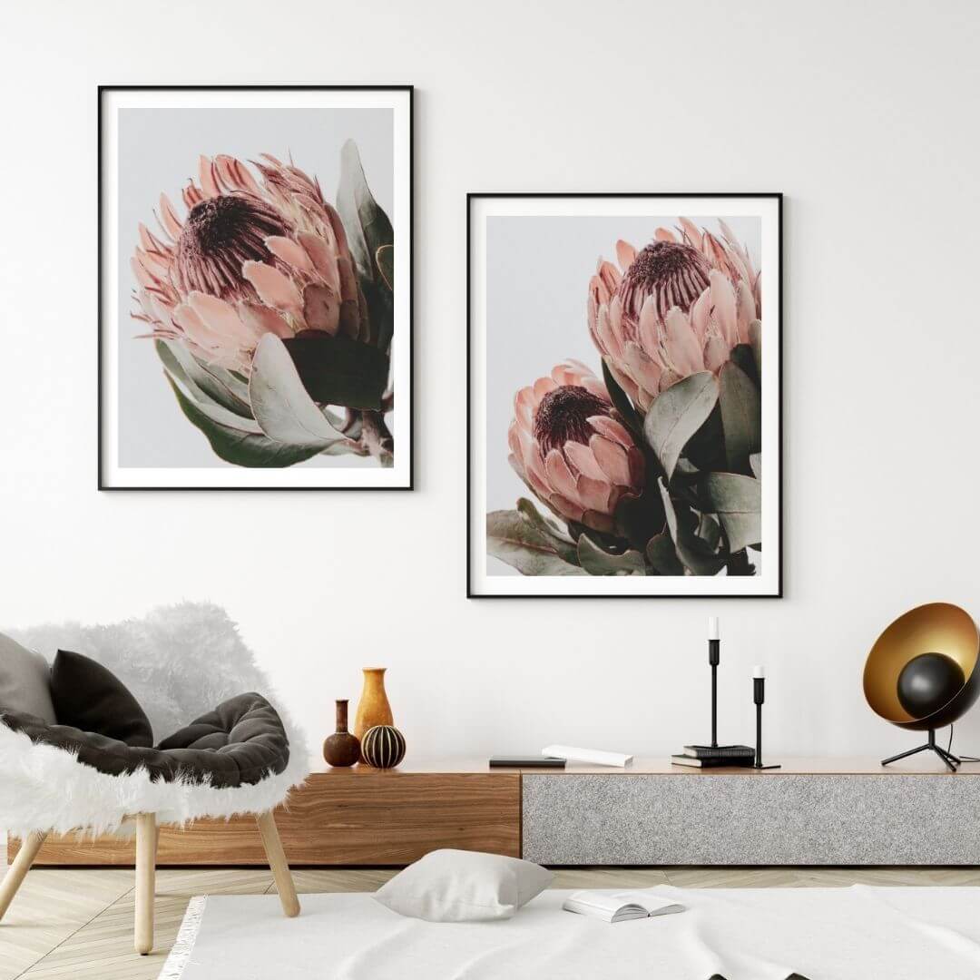 A set of 2 Peach Protea Flowers Floral Wall Art Prints with a black frame or unframed to decorate a wall in your living room