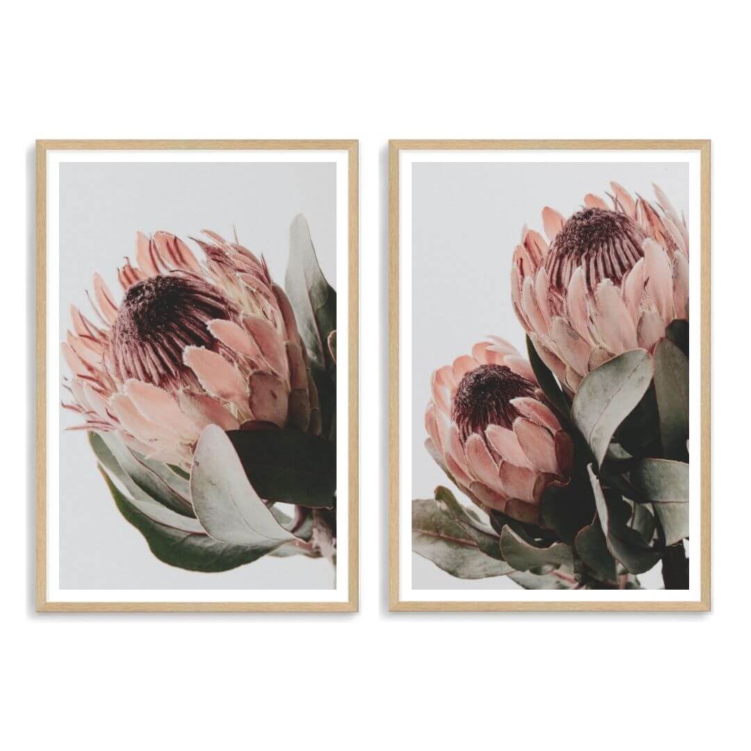 A set of 2 Peach Protea Flowers Floral Wall Art Prints with a timber frame, white border by Beautiful Home Decor