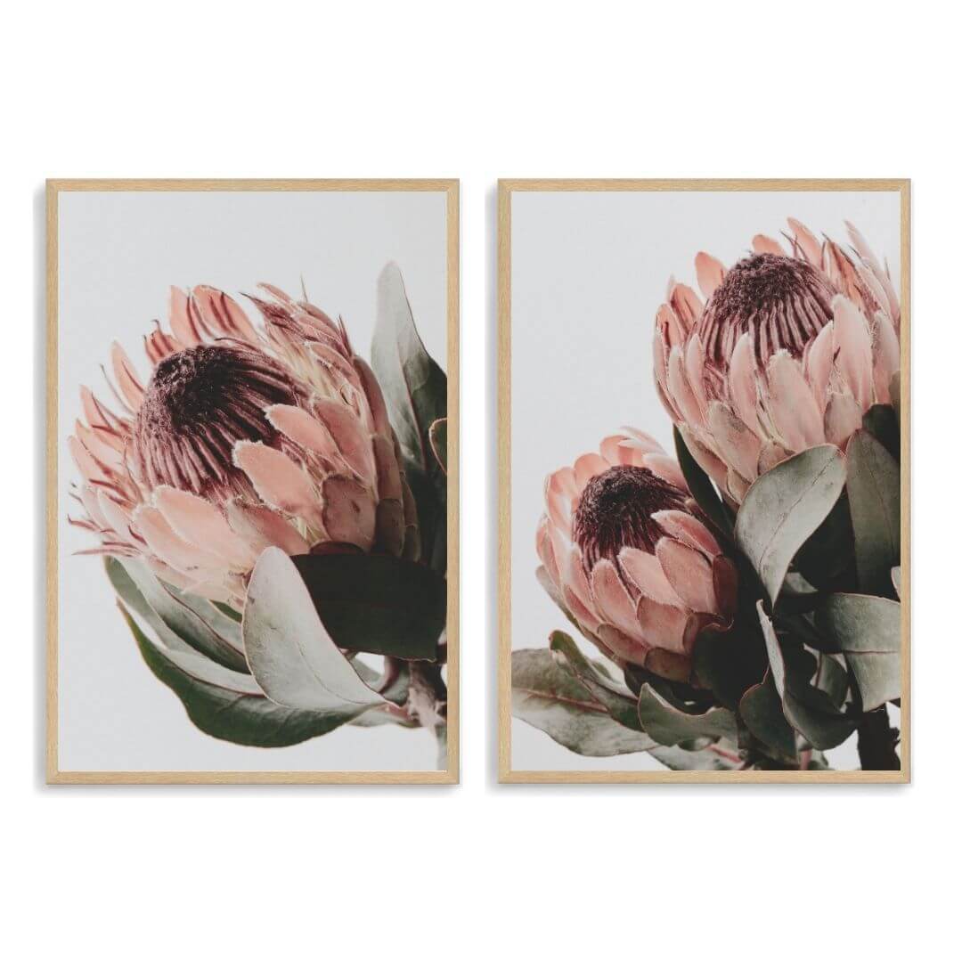 A set of 2 Peach Protea Flowers Floral Wall Art Prints with a timber frame, no white border at Beautiful HomeDecor