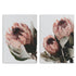 A set of 2 Peach Protea Flowers Floral Wall Art Prints unframed, printed edge to edge without a white border