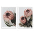 A set of 2 Peach Protea Flowers Floral Wall Art Prints unframed with a white border by Beautiful HomeDecor