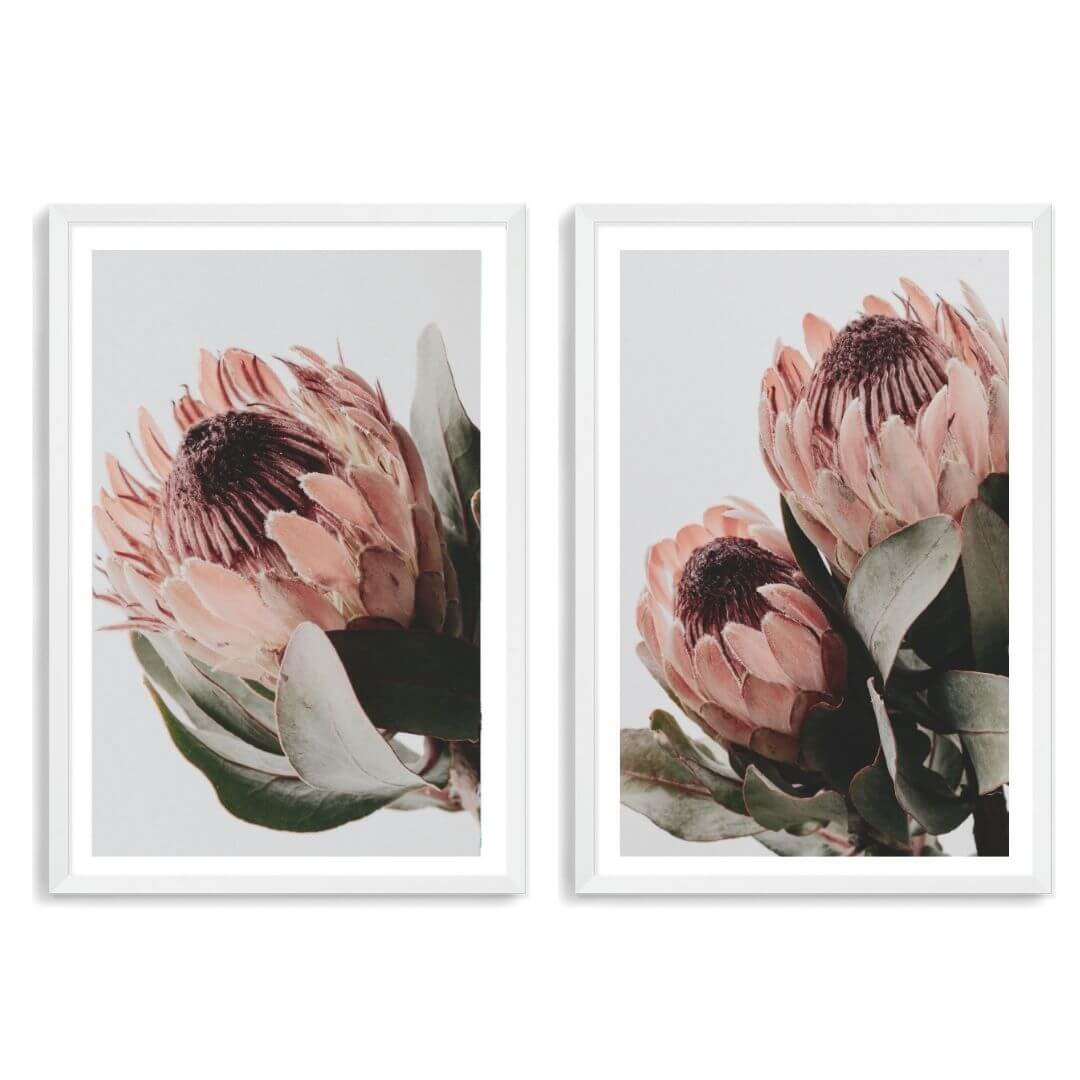 A set of 2 Peach Protea Flowers Floral Wall Art Prints with a white frame, white border by Beautiful Home Decor