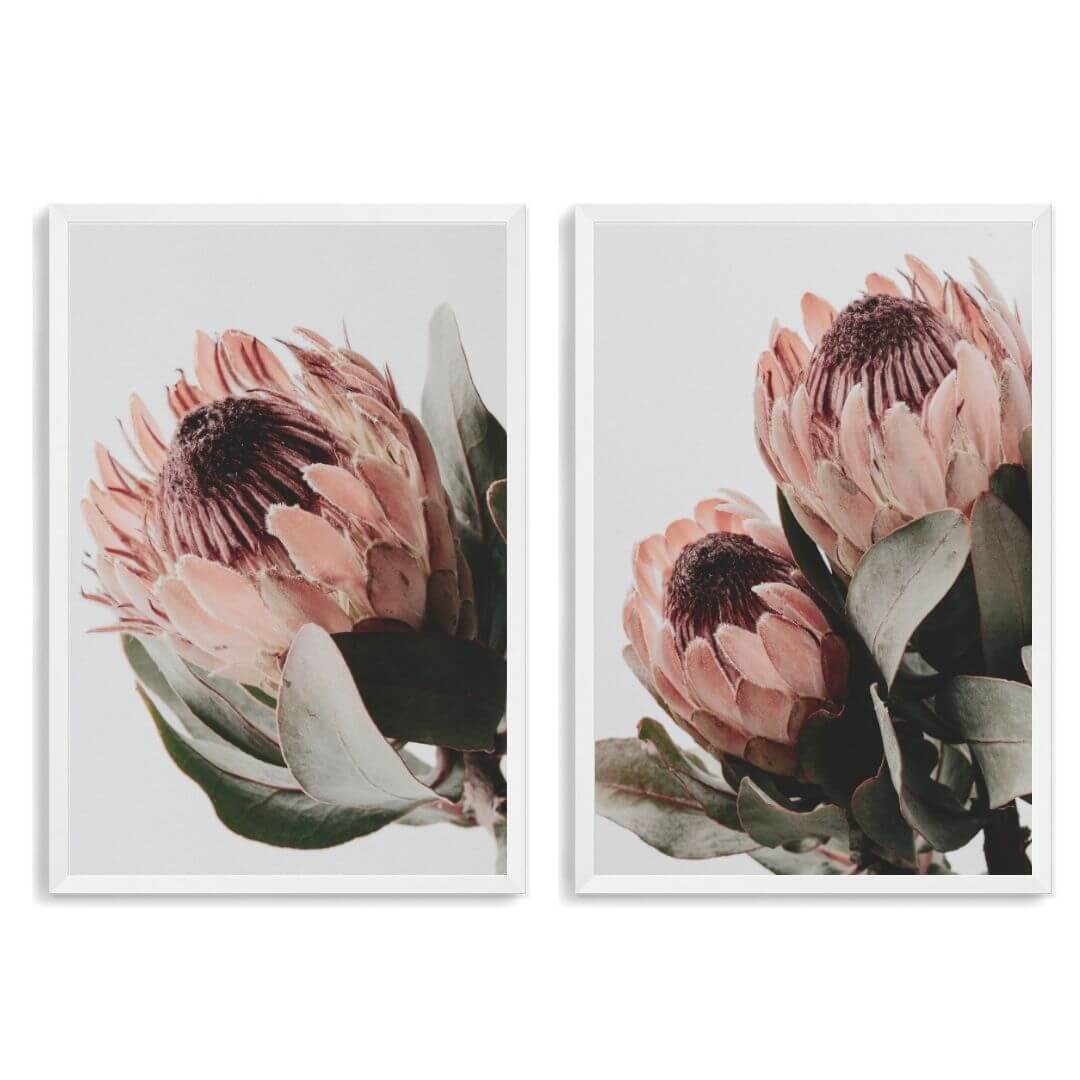 A set of 2 Peach Protea Flowers Floral Wall Art Prints with a white frame, no white border at Beautiful HomeDecor