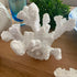 Gorgeous White Tube Coral Decor decorative ornament for your coastal beach styled home decor
